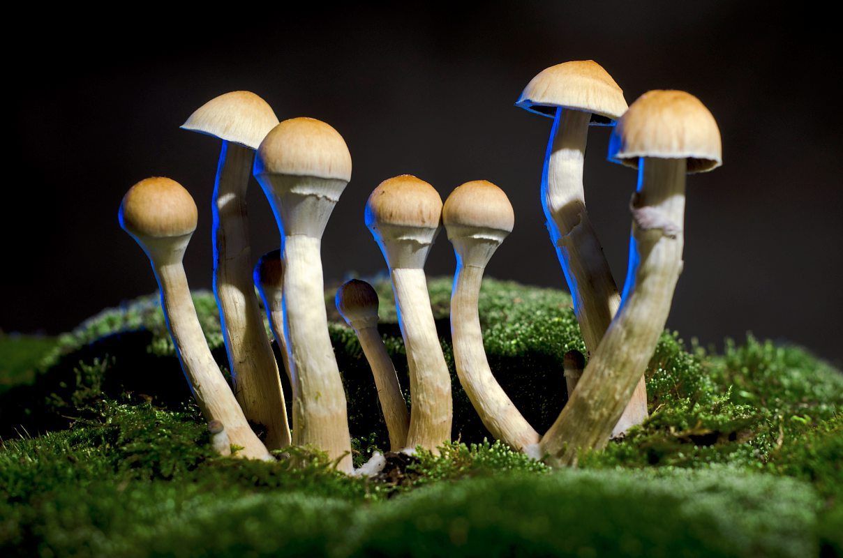 psilocybin-analyse